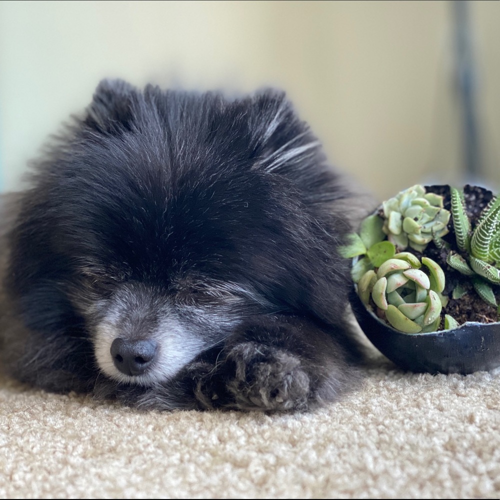 Meet your Posher, Sagen